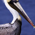 Southport Pelican 2