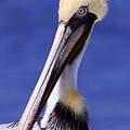 Southport Pelican